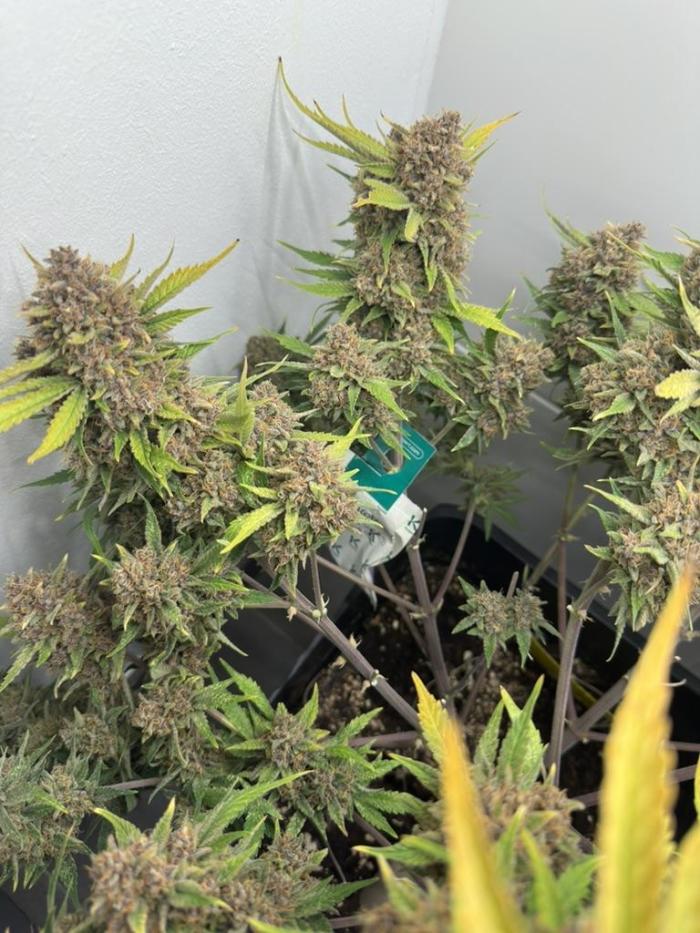 Cherry Cola RF3 - Fastbuds. Week 13 - Mites coutermeasures