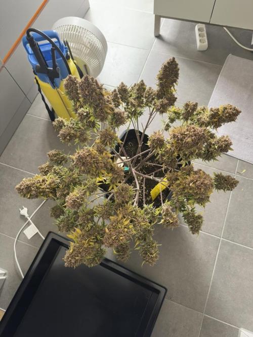 Cherry Cola RF3 - Fastbuds. Week 14 - stripped leaves - ready for (early) harvest
