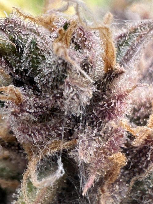 Cherry Cola RF3 - Fastbuds. Week 14 - mites infestation - reason for budwash
