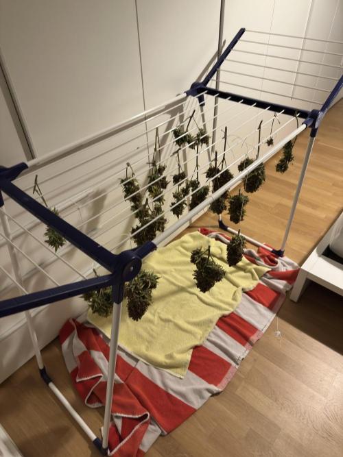 Cherry Cola RF3 - Fastbuds. Week 14 - drying after budwash