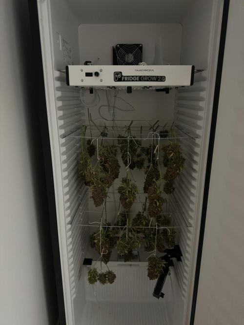 Cherry Cola Auto RF3. Week 14