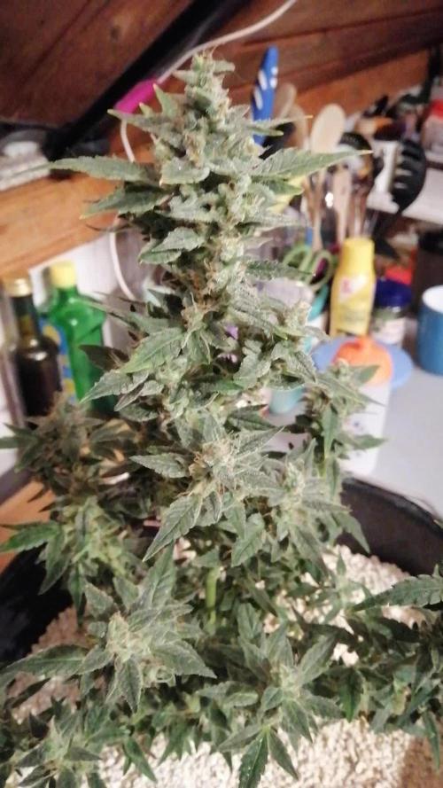 Chocolate Mint OG
