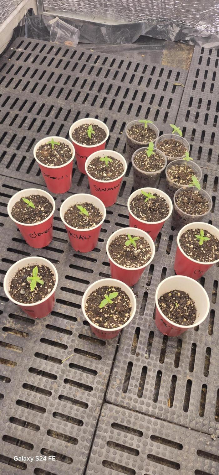 Cultivando con c21. Week 0 - Fertilizantes c21 nutrients 