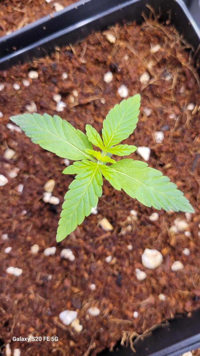 Cultivando con c21. Week 1