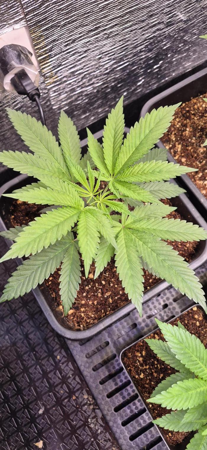 Cultivando con c21. Week 3