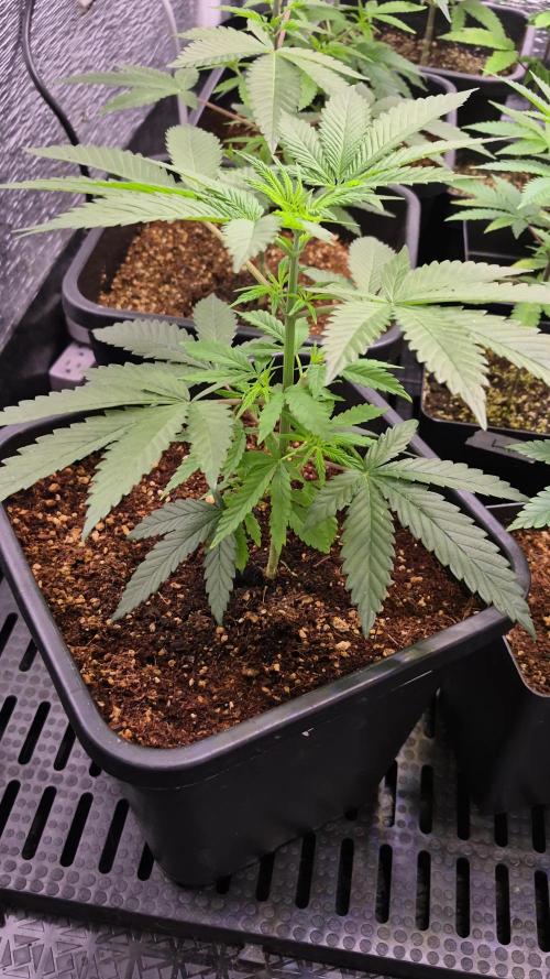 Cultivando con c21