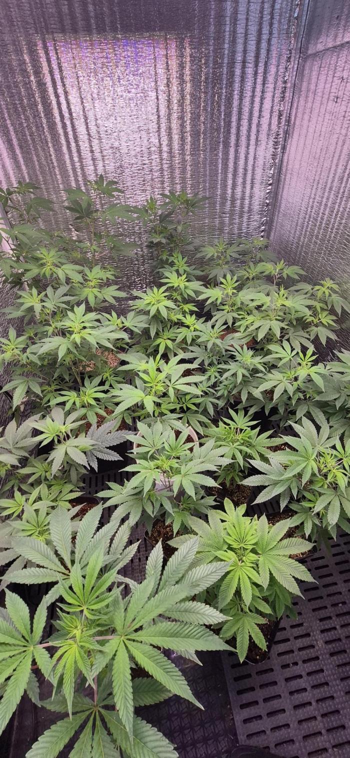 Cultivando con c21. Week 5