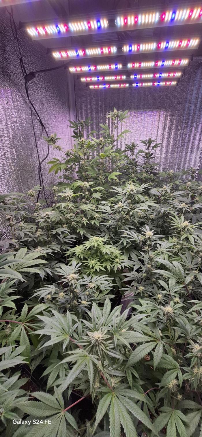 Cultivando con c21. Week 2