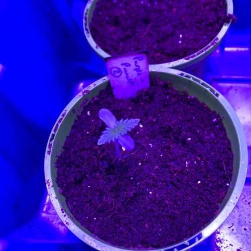 Purple Punch 2. Week 1