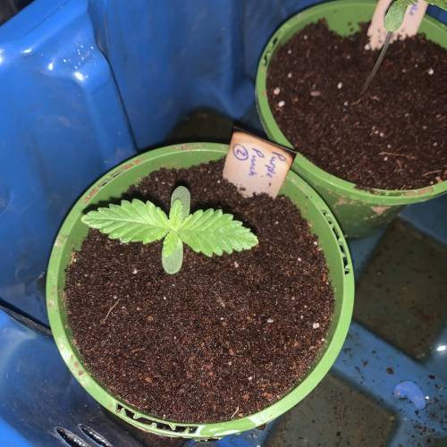 Purple Punch 2. Week 1