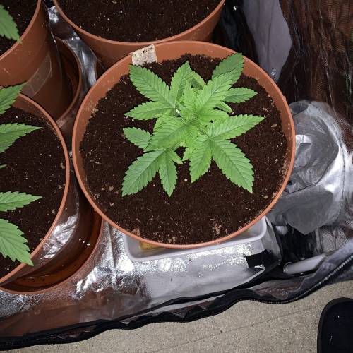 Purple Punch 2. Week 3