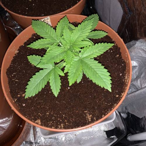 Purple Punch 2. Week 3