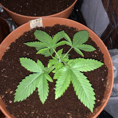 Purple Punch 2. Week 3