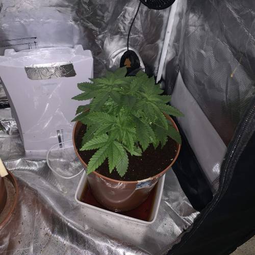 Purple Punch 2. Week 5