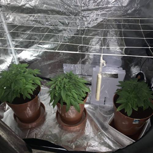 Purple Punch 2. Week 5