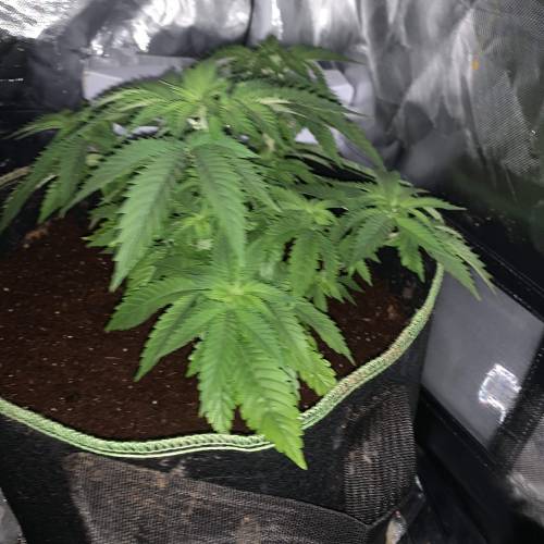 Purple Punch 2. Week 6