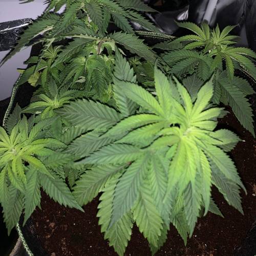 Purple Punch 2. Week 7