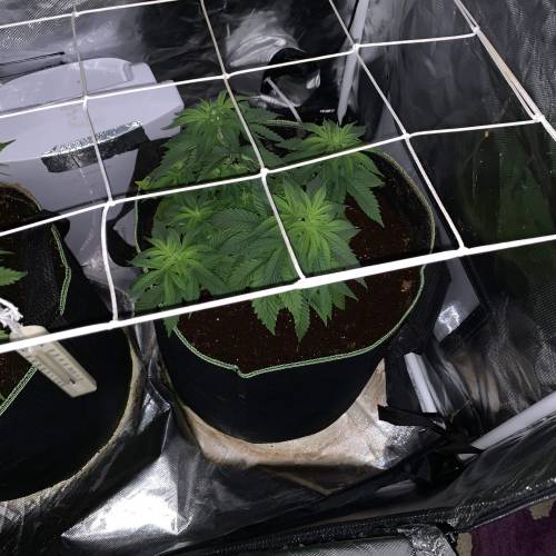 Purple Punch 2. Week 7