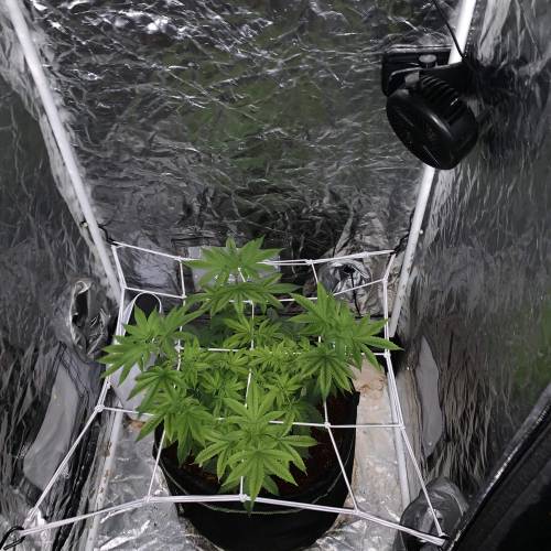 Purple Punch 2. Week 8