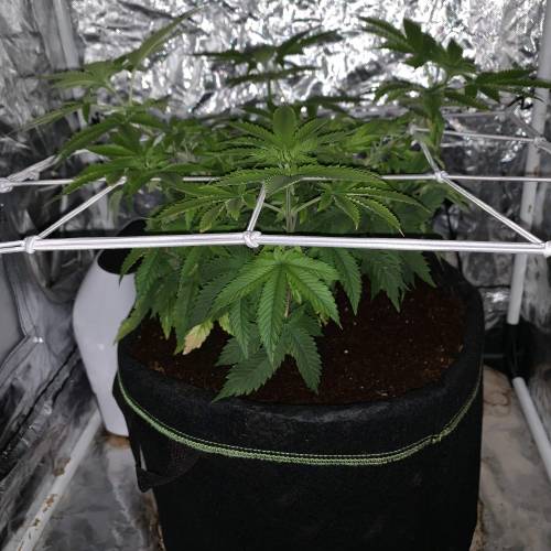 Purple Punch 2. Week 8