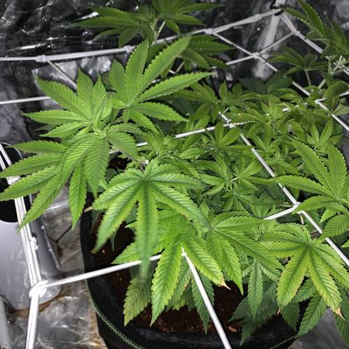 Purple Punch 2. Week 8