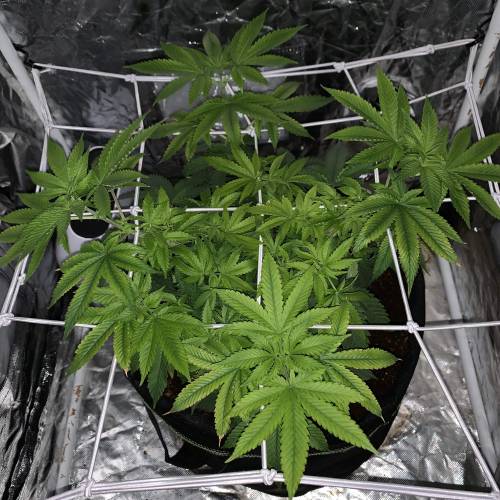 Purple Punch 2. Week 8