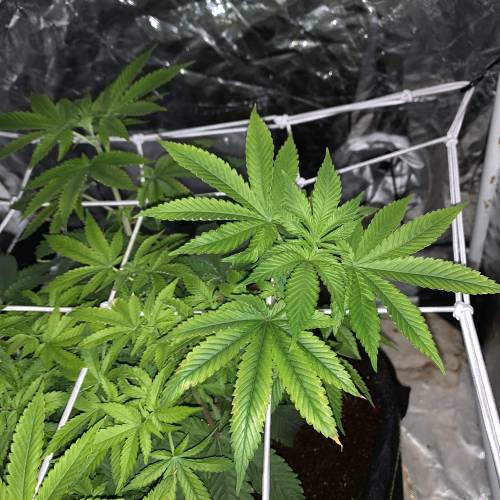 Purple Punch 2. Week 8