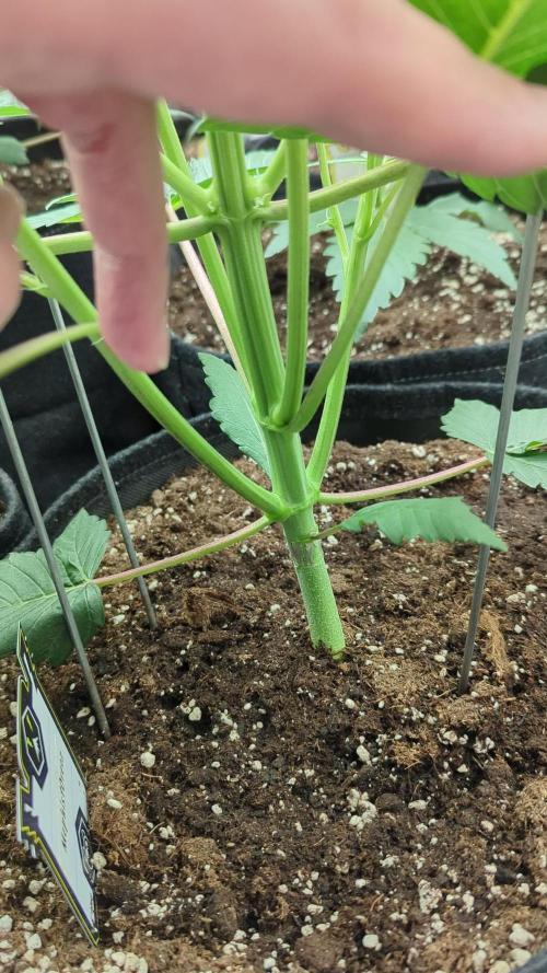 MephistO'z Mephisto Genetics