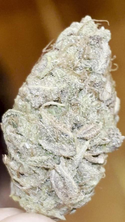Quick Caramel XL Buds