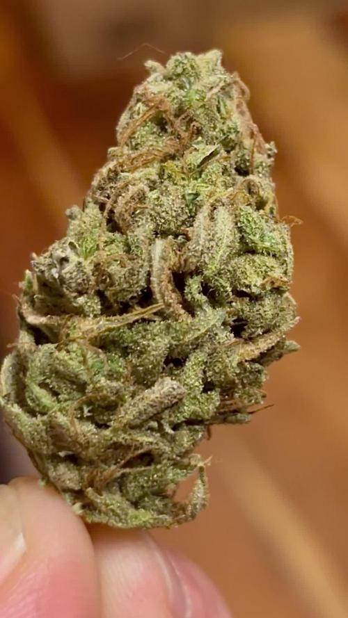 Quick Caramel XL Buds