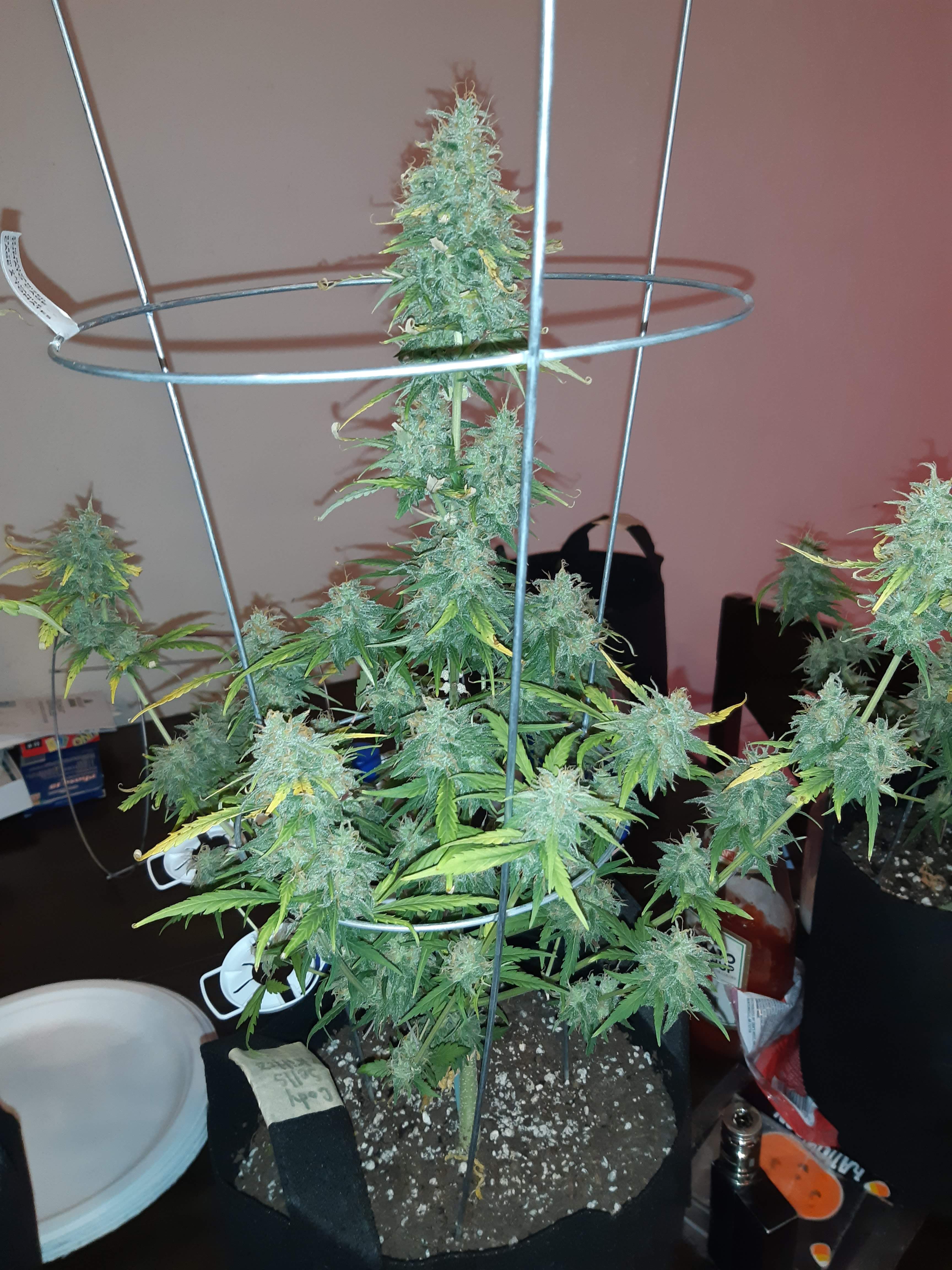Fast Buds Zkittlez Auto grow diary (journal) week10 by Codeman