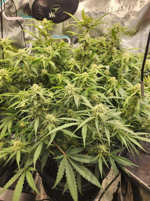 srs final boss. Week 10 - 66