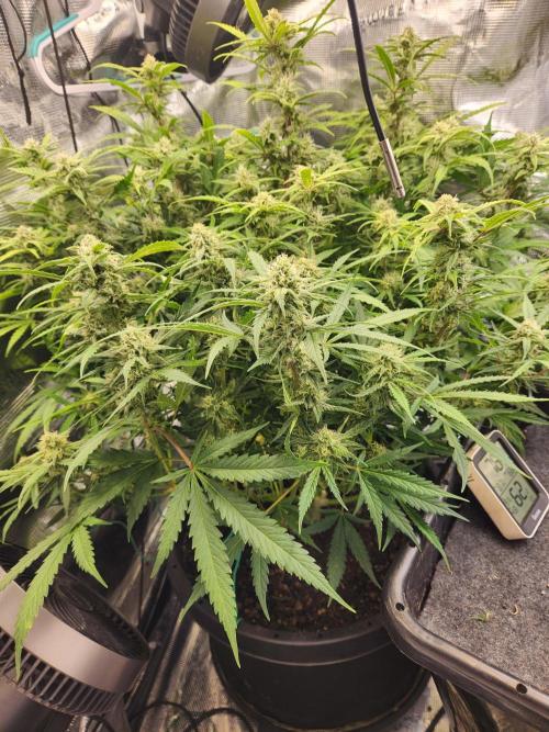 srs final boss. Week 10 - 68