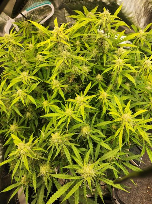 srs final boss. Week 10 - 68