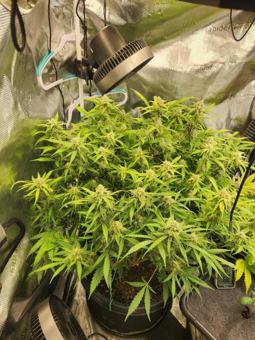 srs final boss. Week 10 - 69