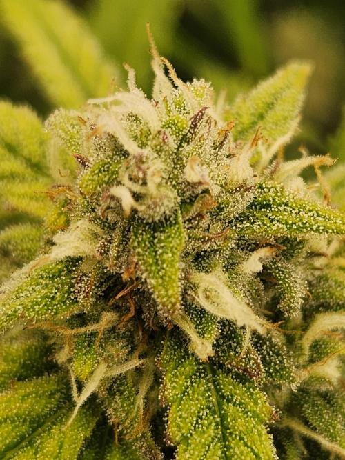 srs final boss. Week 10 - 70