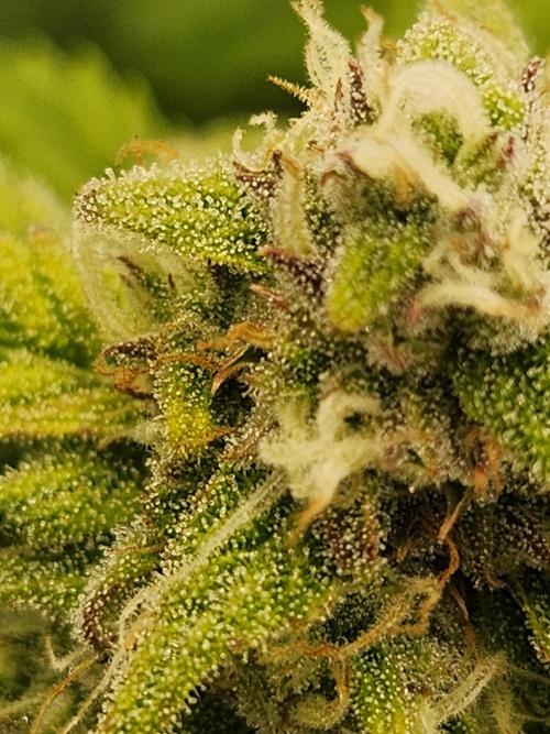 srs final boss. Week 11 - 72