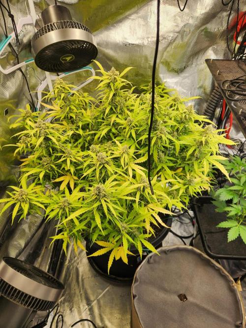 srs final boss. Week 12 - 83