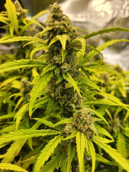 srs final boss. Week 12 - 83