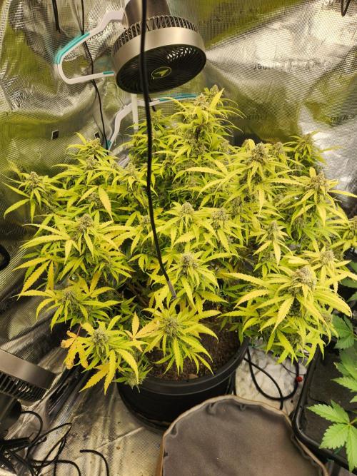 srs final boss. Week 12