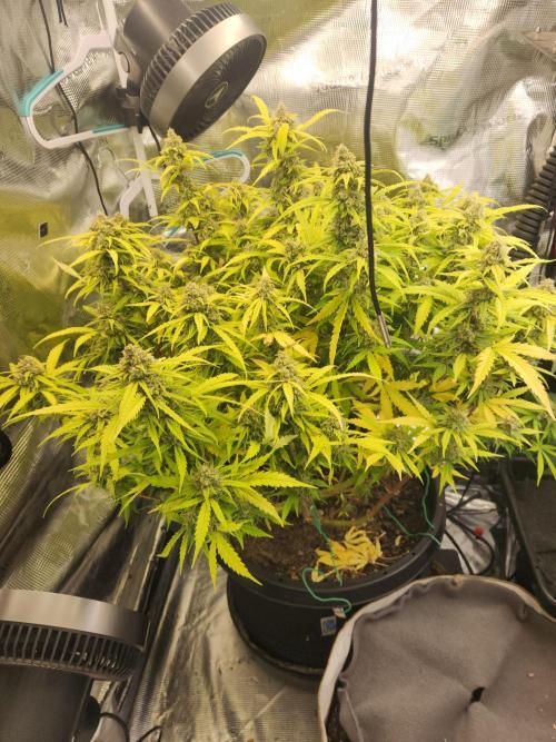 srs final boss. Week 13 - 85