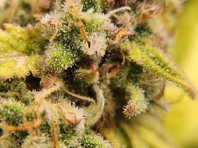 srs final boss. Week 13 - 85