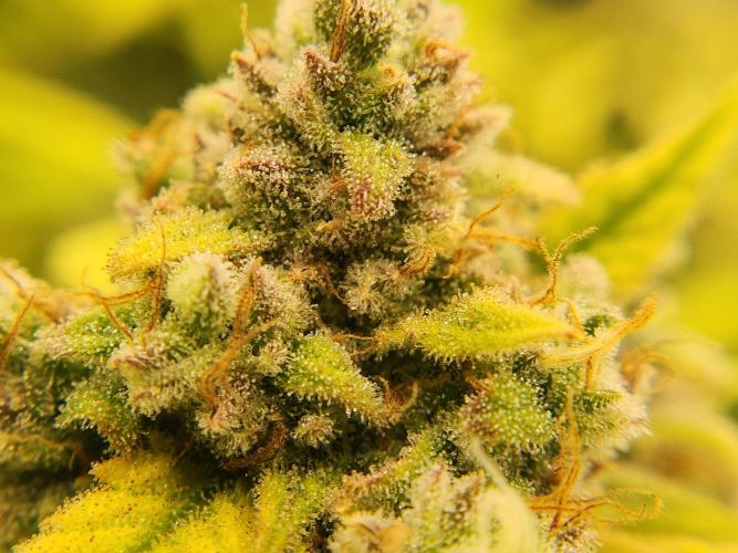 srs final boss. Week 13 - 85