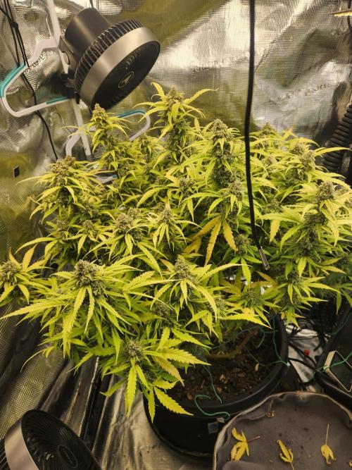 srs final boss. Week 13 - 87