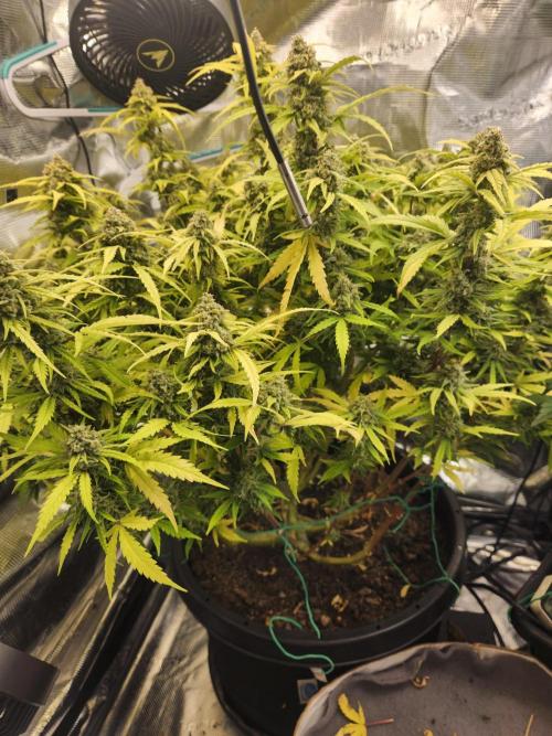 srs final boss. Week 13 - 87