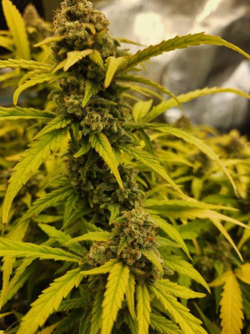 srs final boss. Week 13 - 89