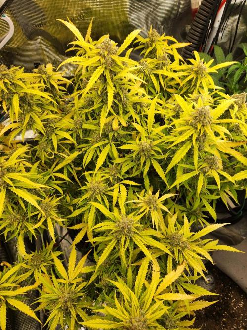 srs final boss. Week 13 - 90