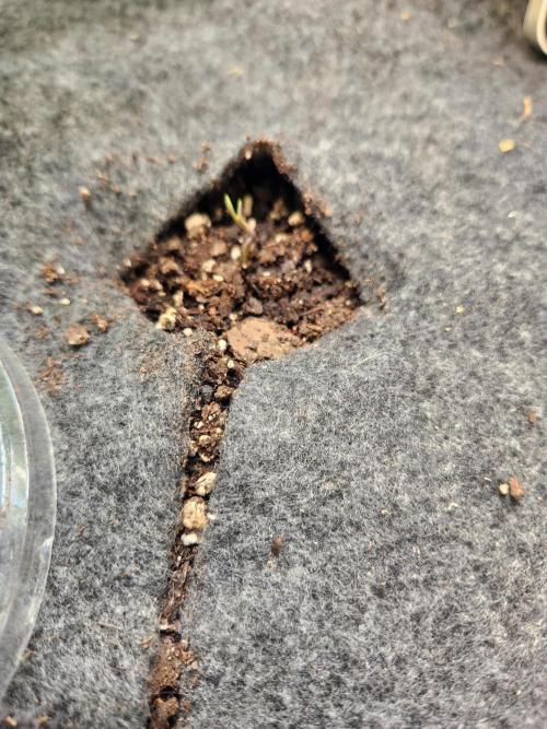 Mep Forum Stomper x GWK Freebie. Week 0 - 0