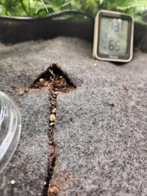 Mep Forum Stomper x GWK Freebie. Week 0 - 0