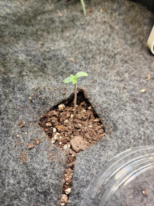 Mep Forum Stomper x GWK Freebie. Week 0 - 1